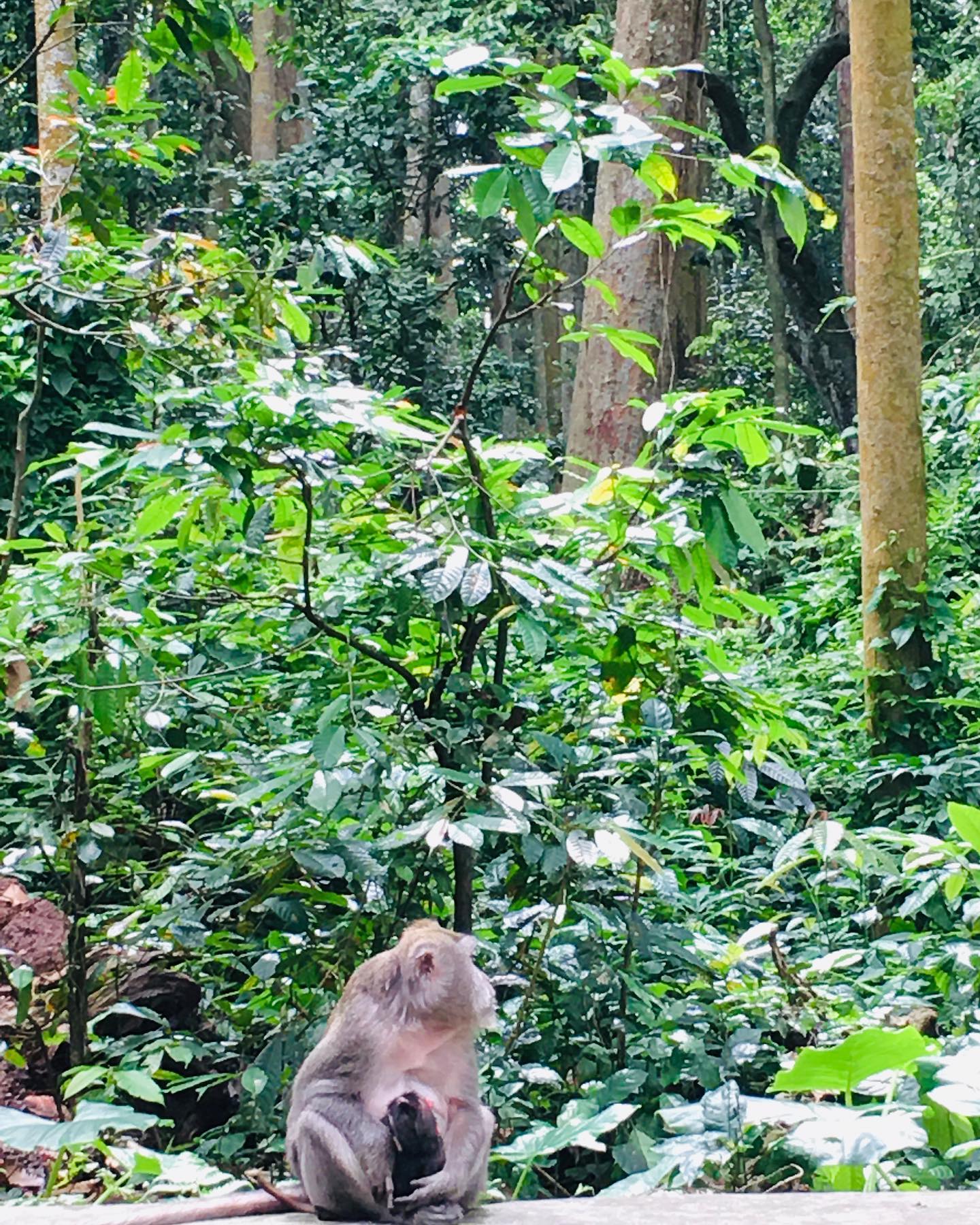 Land Rover tour in Bali | Ubud