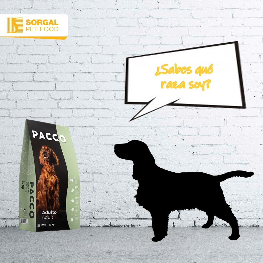 Adivina, adivinanza… ¿Quien es... - Sorgal Pet Food - ES