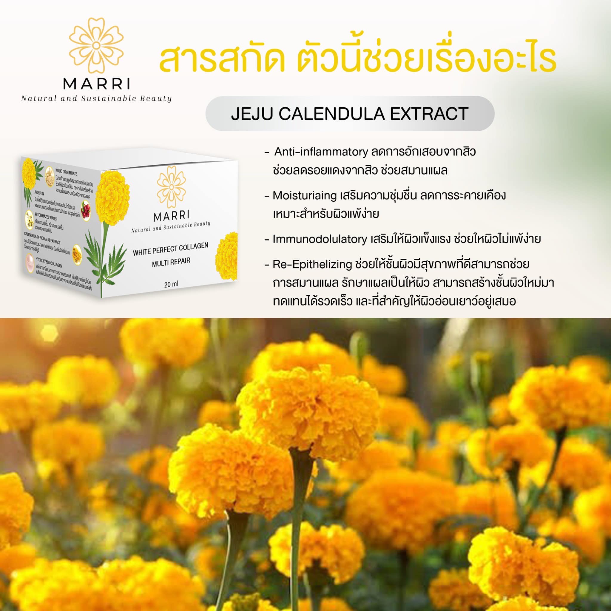 ครีมแมรี่ย์อัดแน่นด้วยสารสกัดธรรมชาติเข้มข้น 8 ขนิด นำเข้าจาก 6 ประเทศ ...