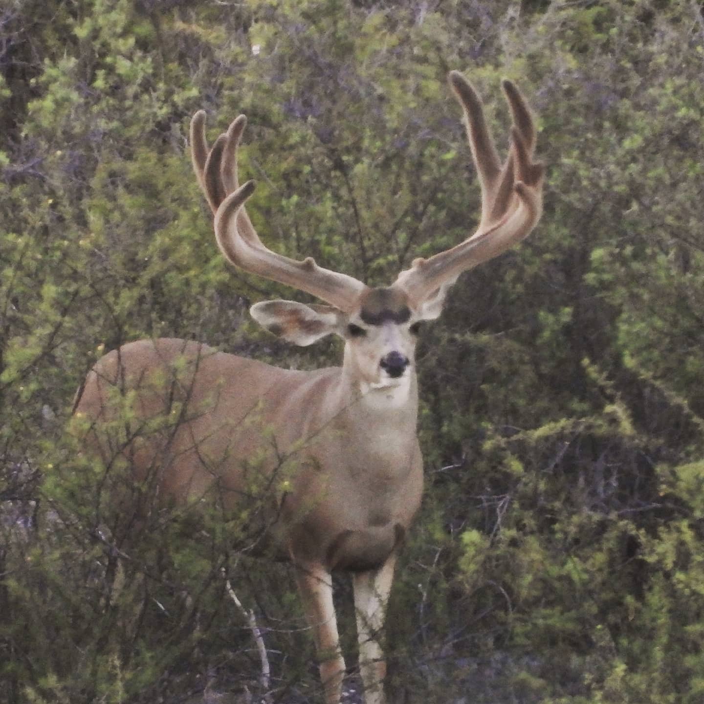 Santa Rosa Hunting Ranch