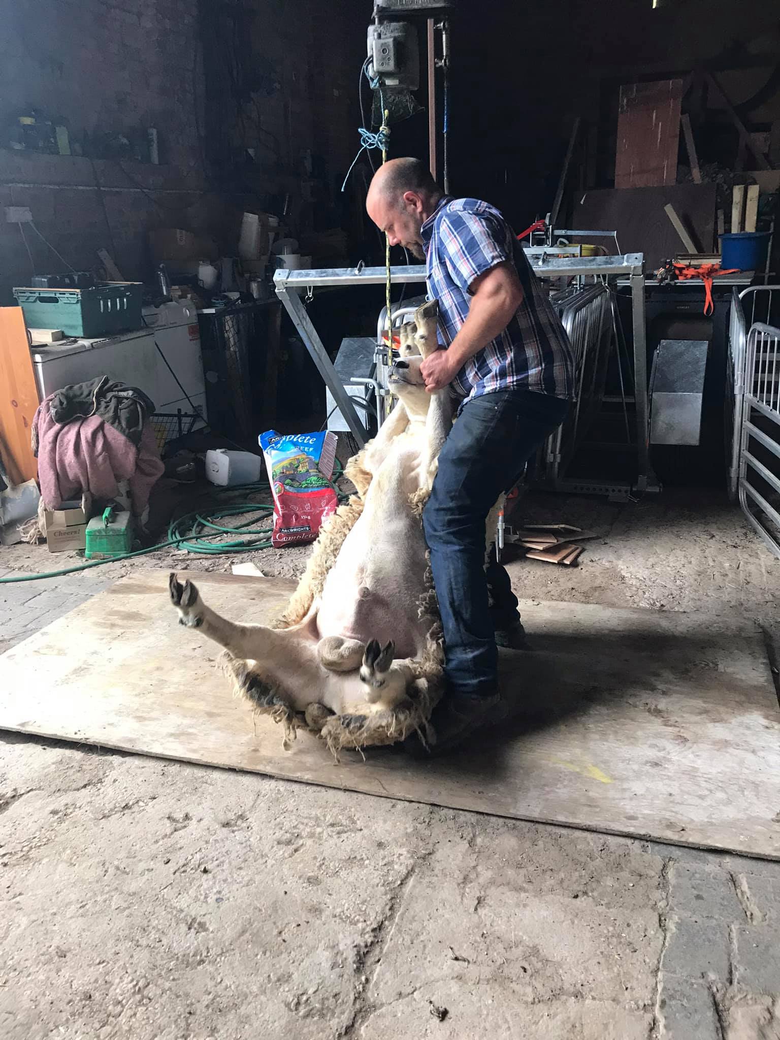 So after our amazing sheerer came in a... - Our farming life | Facebook