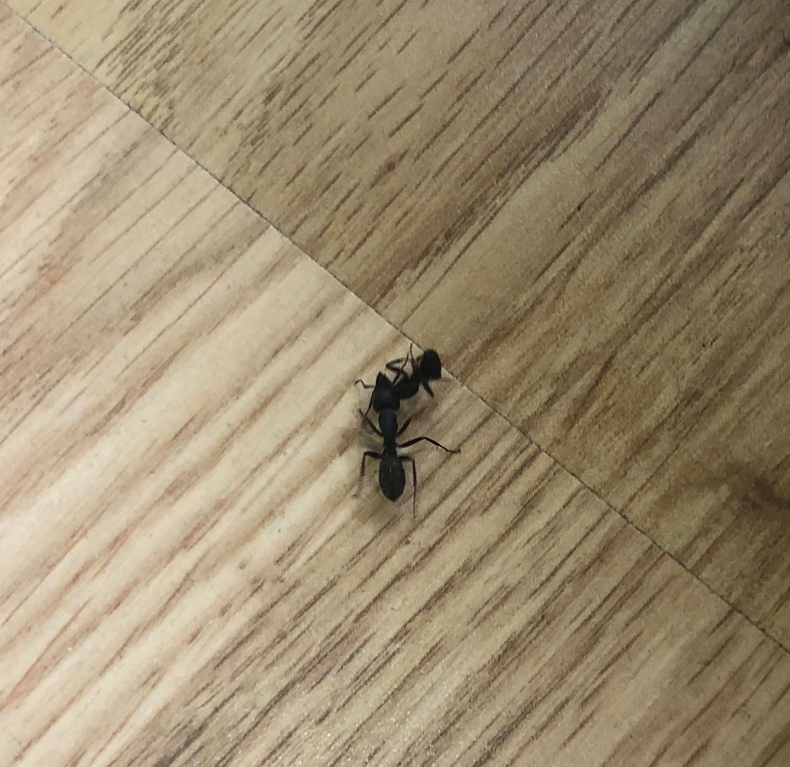 ANT®︎様　オーダー専用ページ Why ants march in a line and ignore dead ants