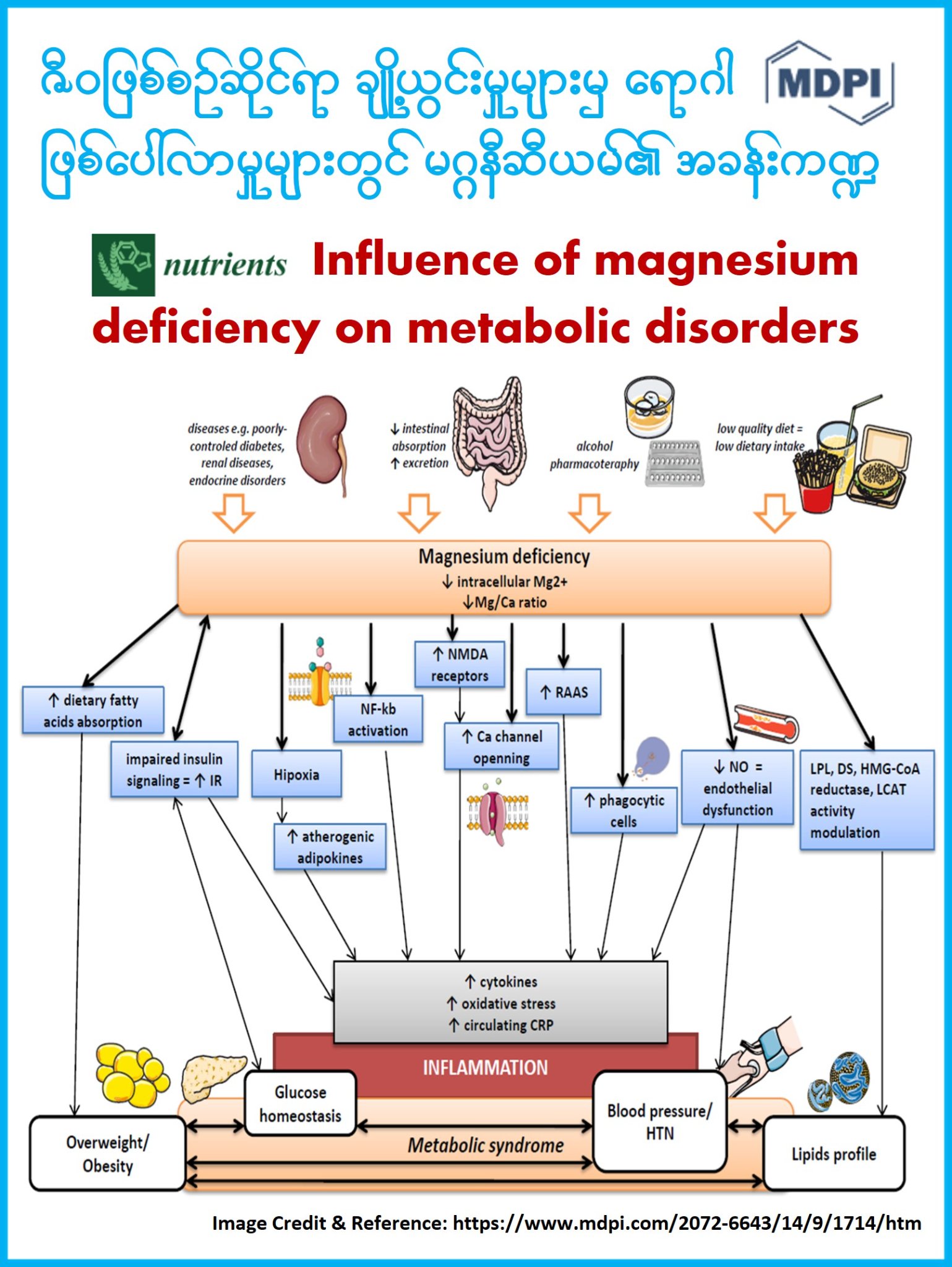 Knowledge through Smartphone - The Role of Magnesium in the ...