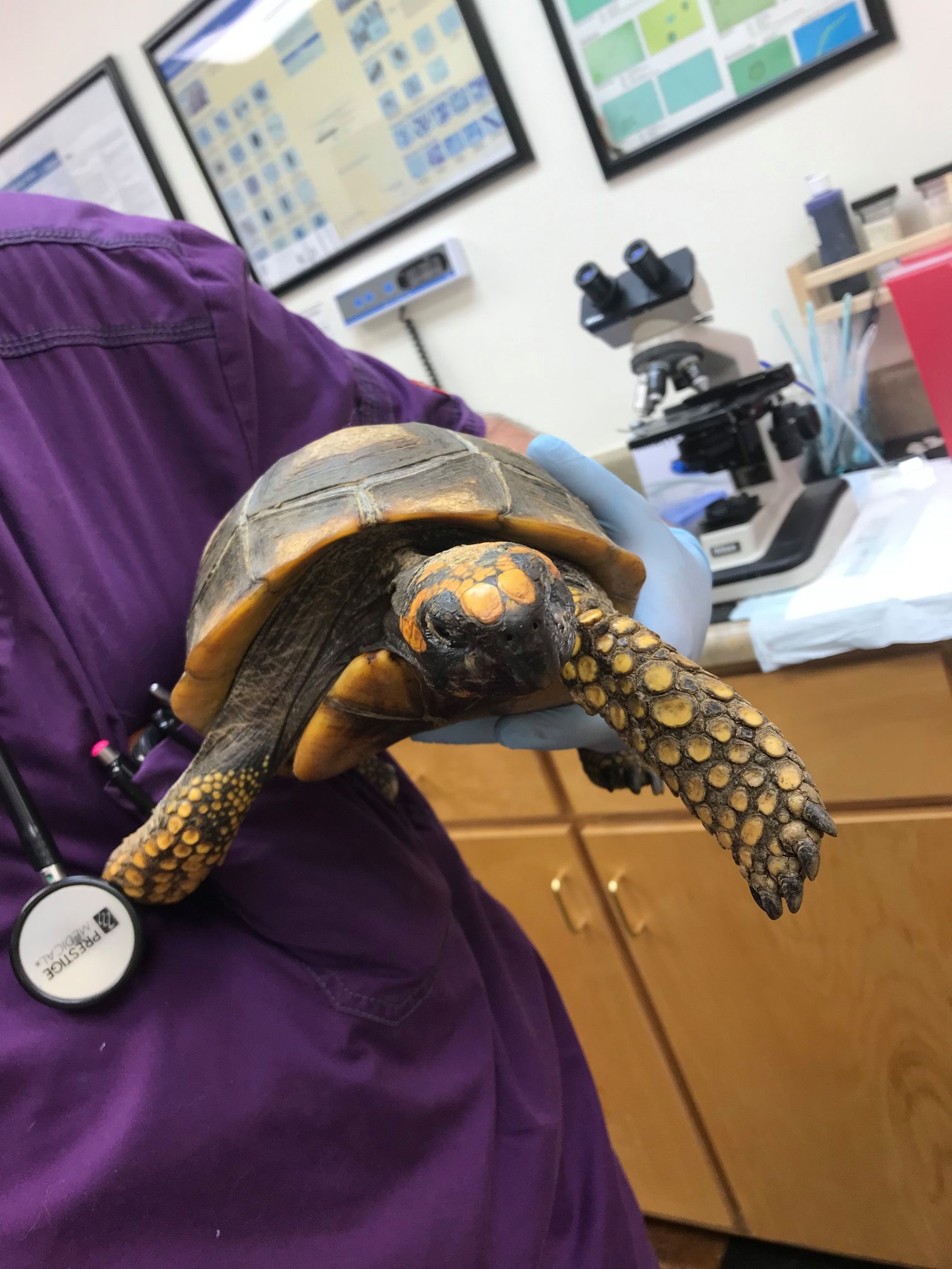 How do you radiograph a... - Union County Pet Hospital