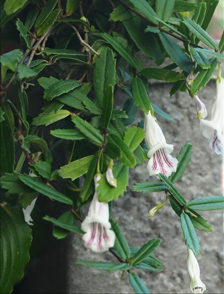 開花中の山野草・・・イワタバコ科のシシンラン2種で～す。 台湾原産の