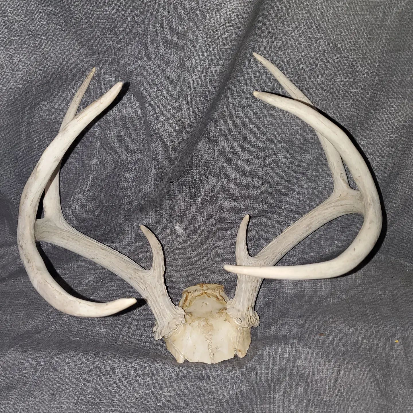 Wide Eyed Co - Here he have a nice 8 point buck rack and...
