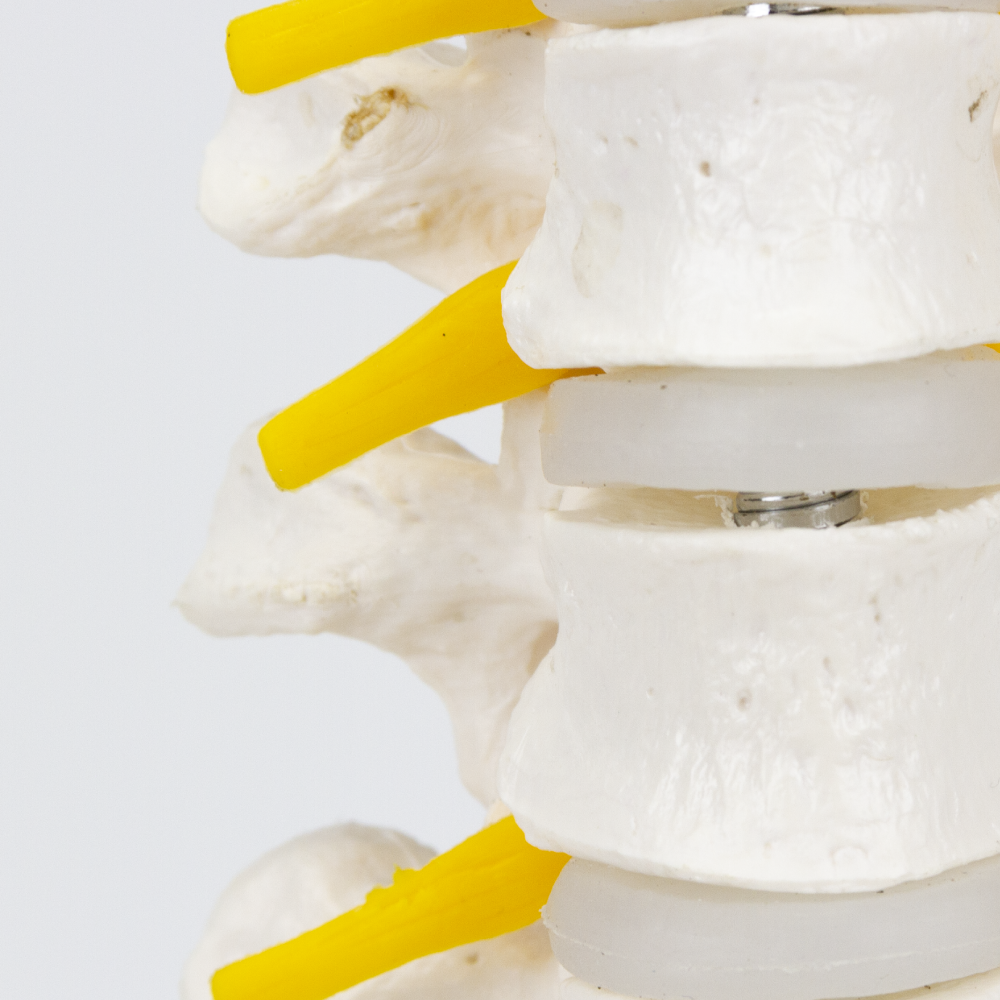 O CL73 é um modelo de... - Mogiglass Anatomia e Simulação