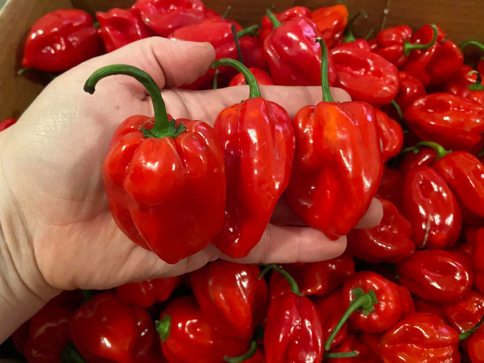 I received some awesome chilli mail... - Sweet Mild & Spicy | Facebook