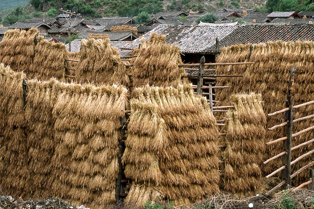 drying racks holding the harvested grain, Lijiang County, early 90s
