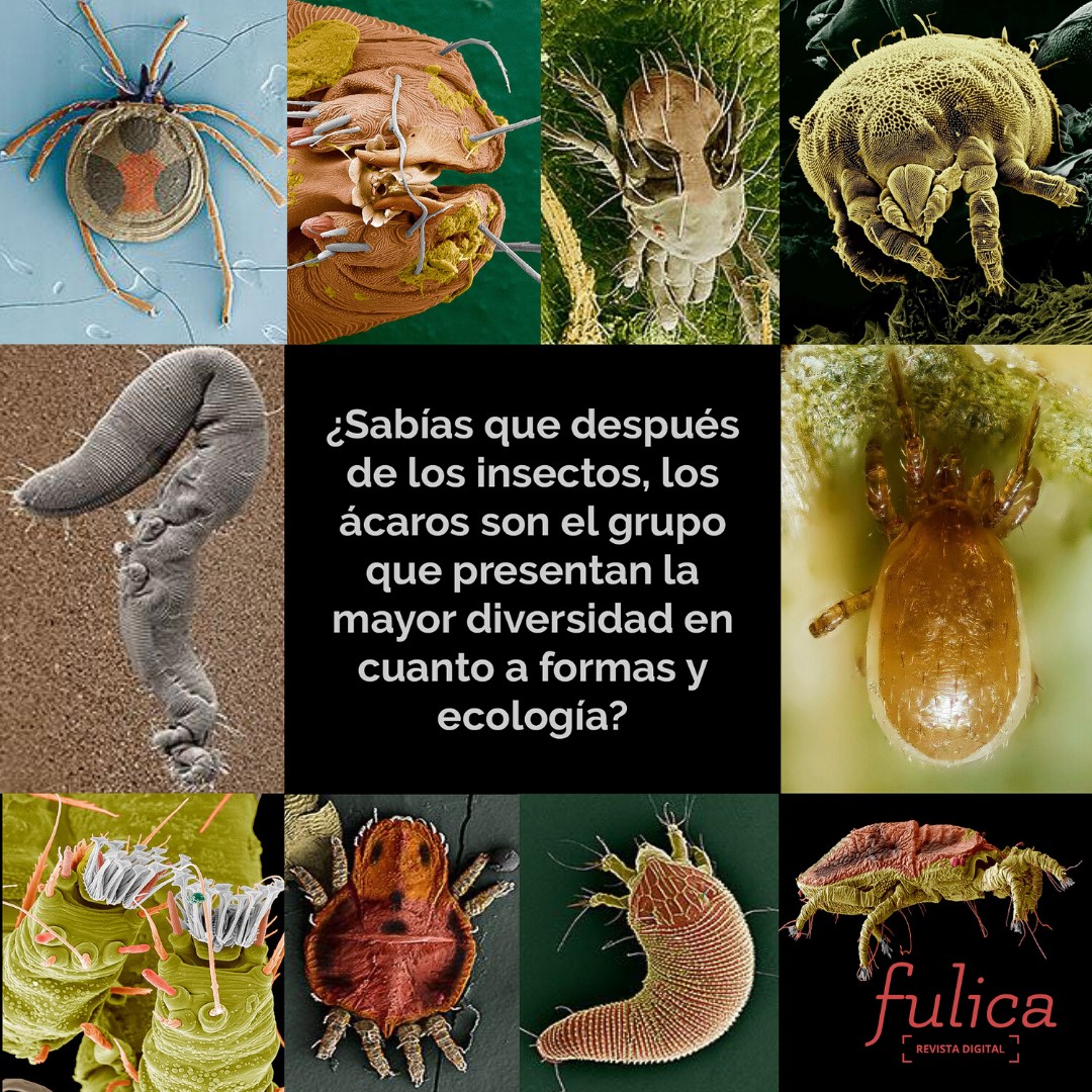 Revista Digital Fulica - ¿Sabías que después de los #insectos, los ...