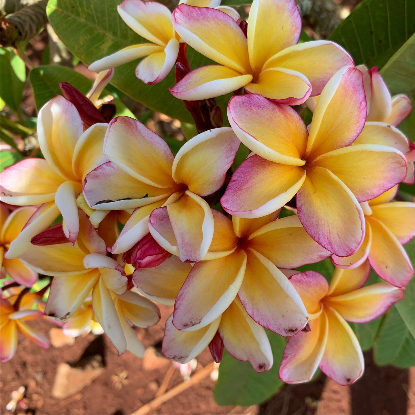 Miyuki　Penang peach Waimea Penang Peach #plumeria #hawaii