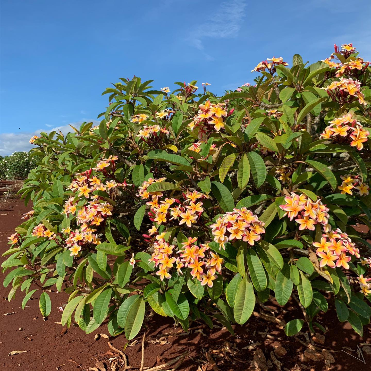 Penang Peach #plumeria #hawaii