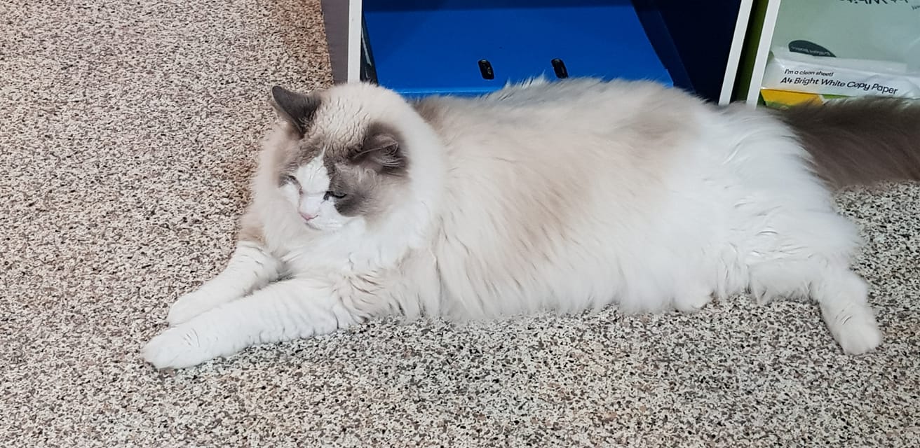 The Kitty Ritz - Our darling Malibu laying around chilling | Facebook