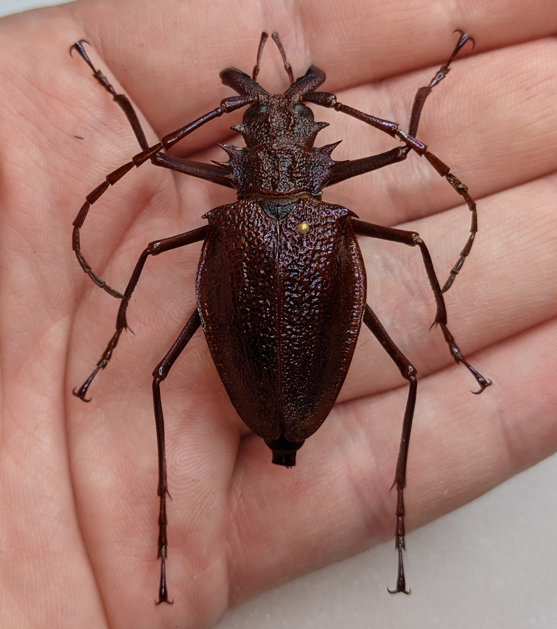 Peru Psalidognathus s.p 62mm 標本 Peru Psalidognathus s.p 62mm
