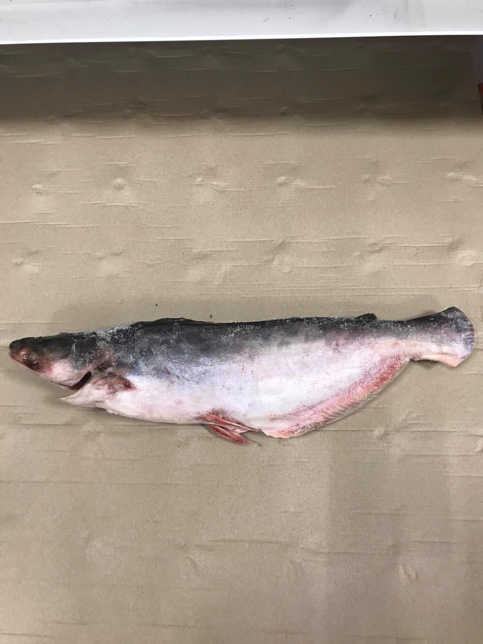 *STERN - MARKT* - * WARE EINGETROFFEN * ( Fische = Panga