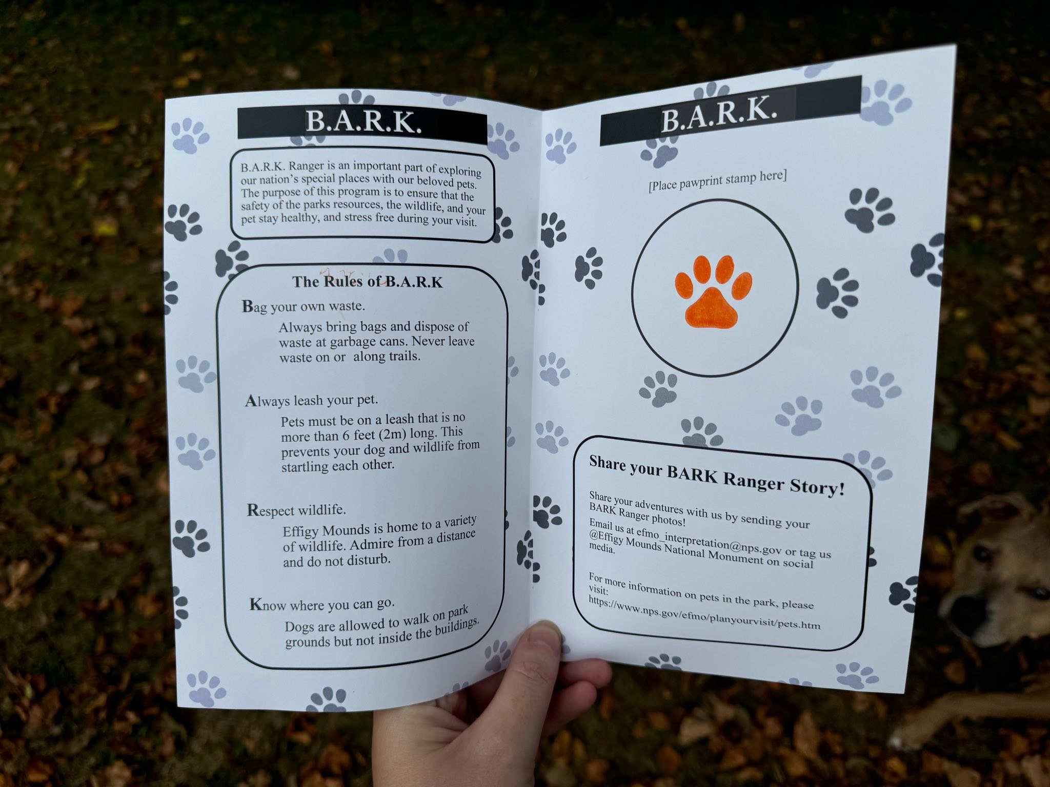 US Bark Rangers #USBarkRangers | Maevey Moo was definitely on the move ...