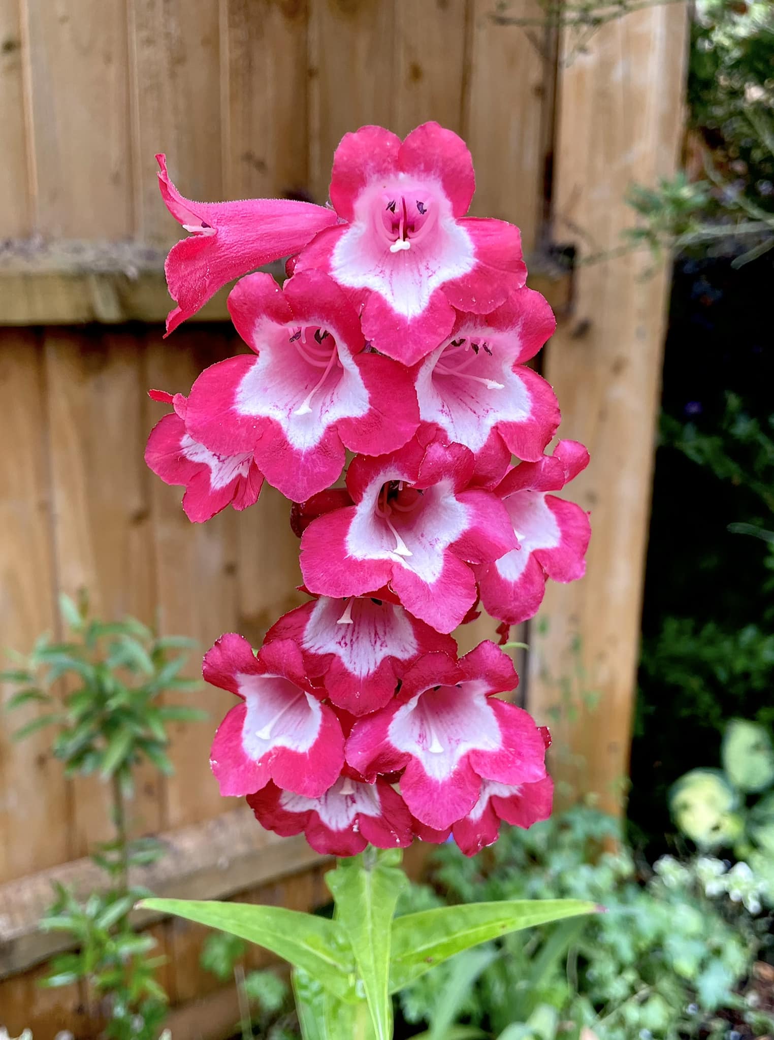 What type of bell flowers are these in my garden?