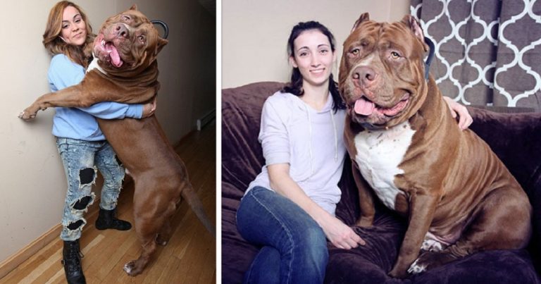 Meet Kong, the 150lb puppy set to become to world's BIGGEST pitbull 👊