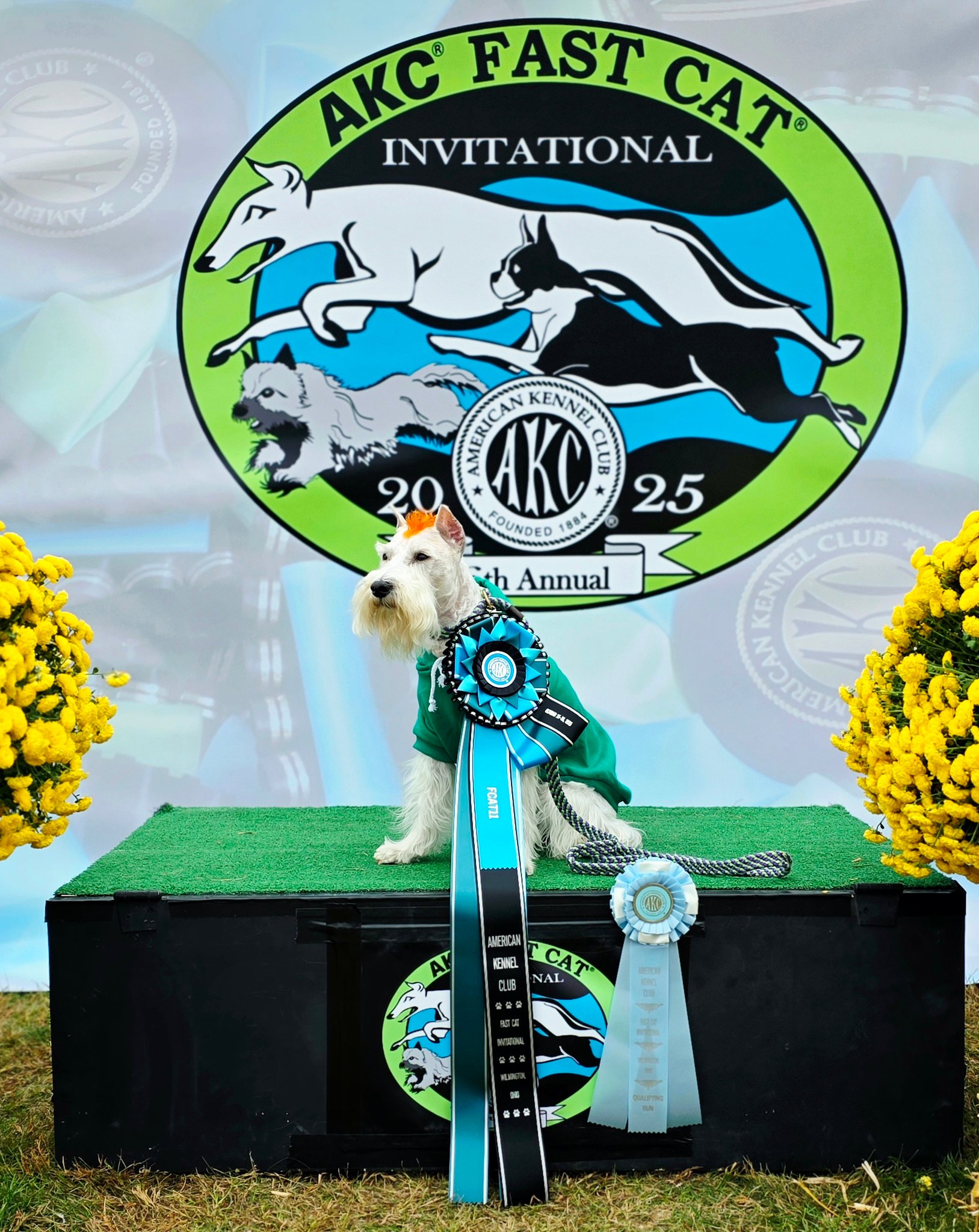 FIFe World Show 2025 | ️All the way from far 🇮🇸Iceland🇮🇸 we introduce ...