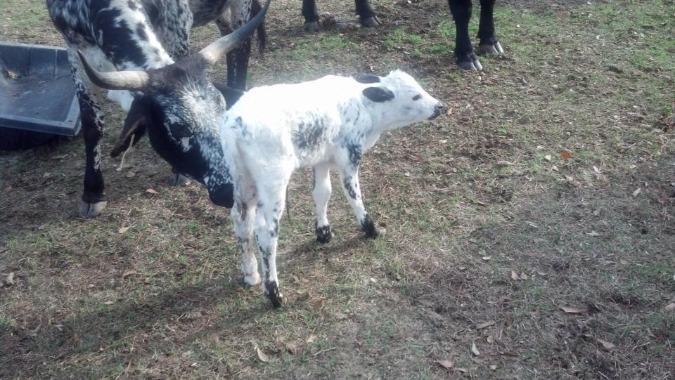 R & D Cattle Co. | Phenix City AL