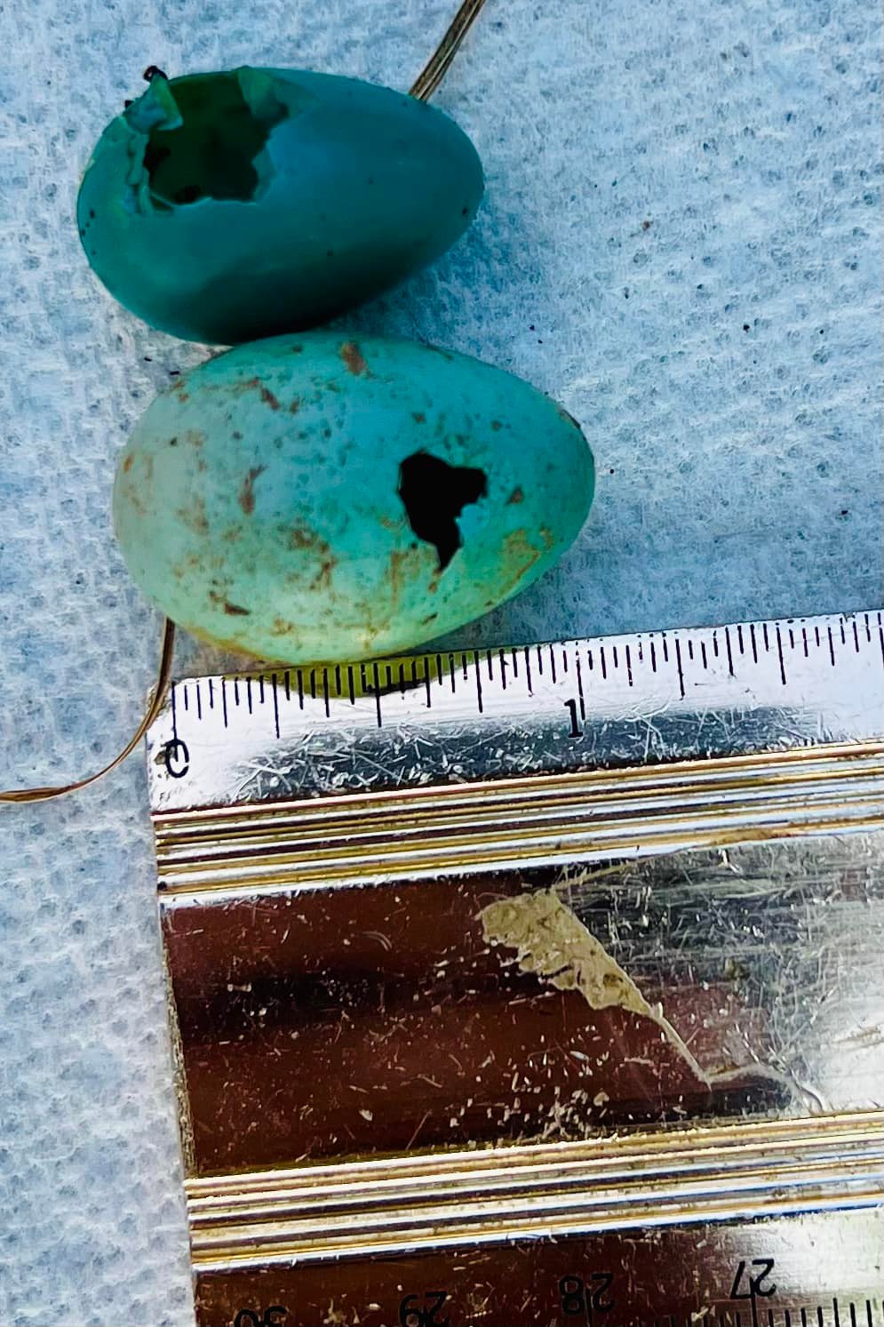 その他 scope birds egg turquoise What bird lays turquoise and pale blue eggs in Virginia?