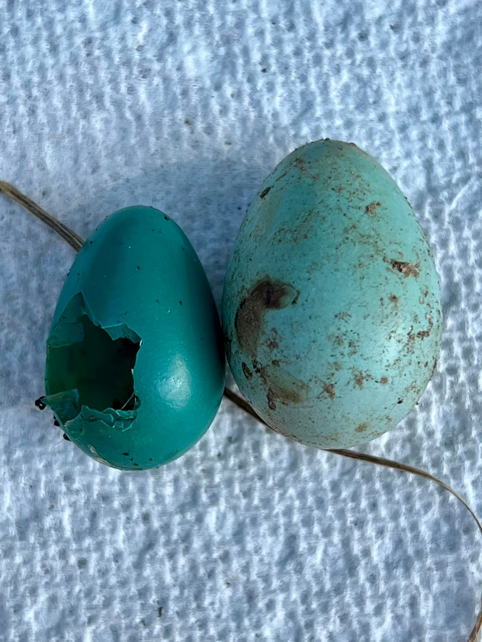 What bird lays turquoise and pale blue eggs in Virginia?
