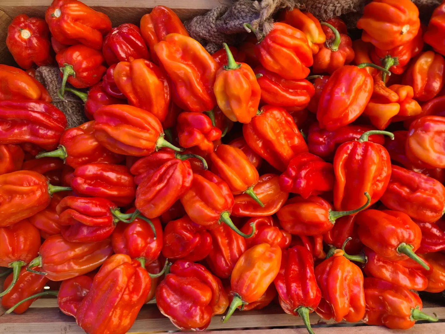 محبي الشطة بدا موسم فلفل الهبانيرو... - Mujeb Organic Farm