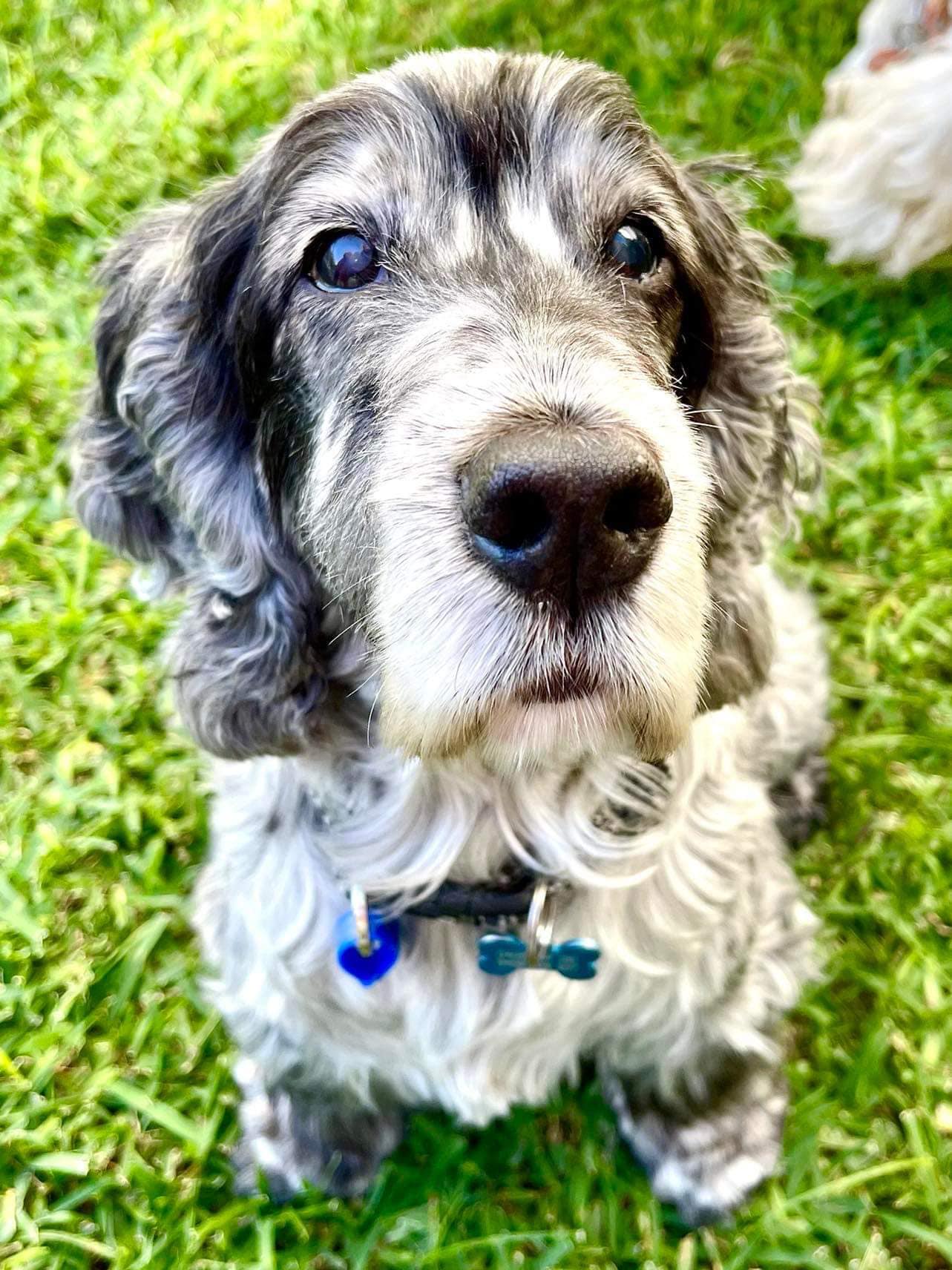 CSRQ Willis is celebrating... - Cocker Spaniel Rescue QLD inc | Facebook