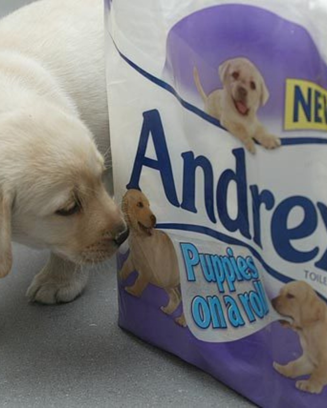 The Media Angel - Today Andrex celebrate their 80th...