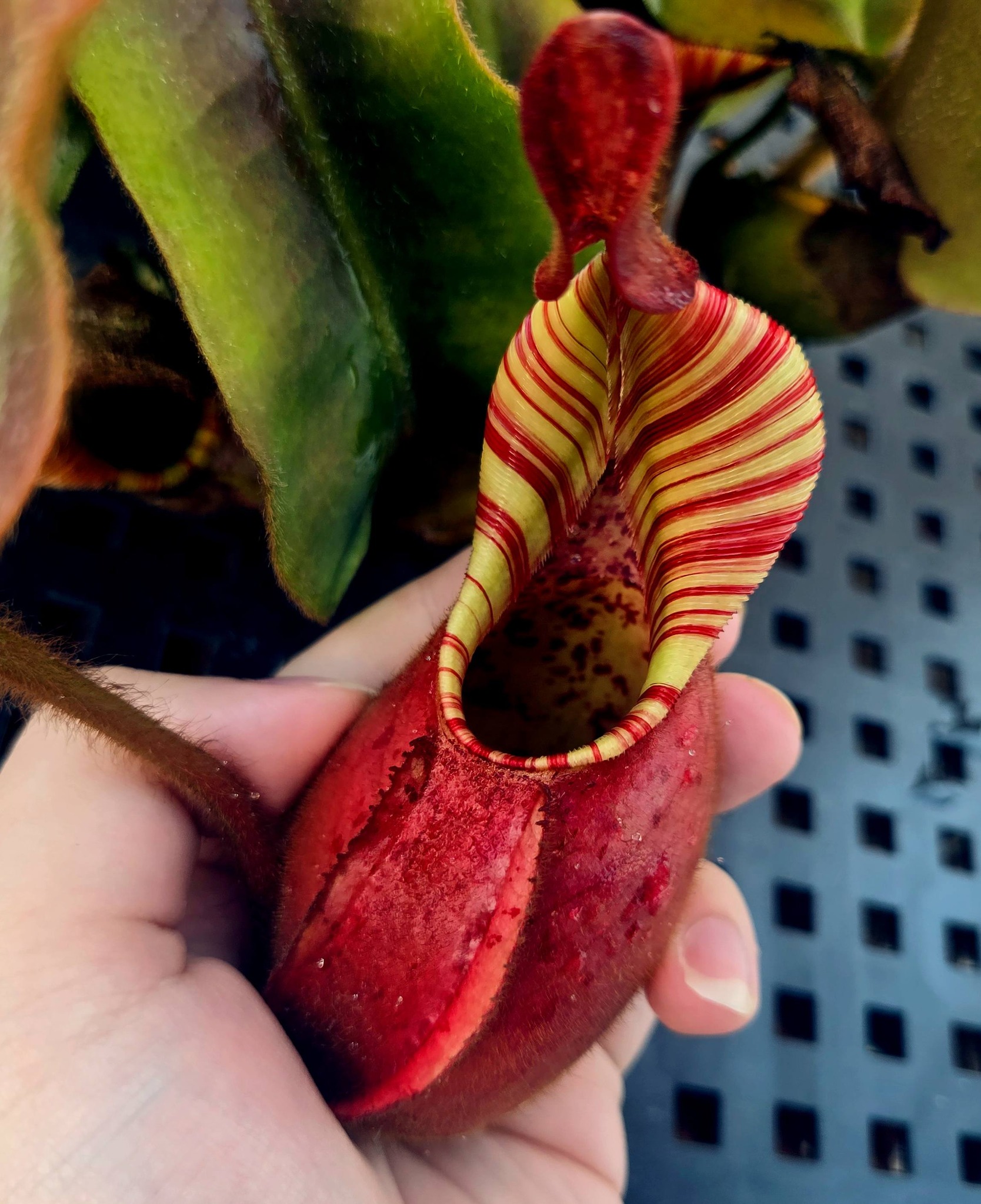 Nepenthes 'candy queen' x 'candy dreams' hybrid