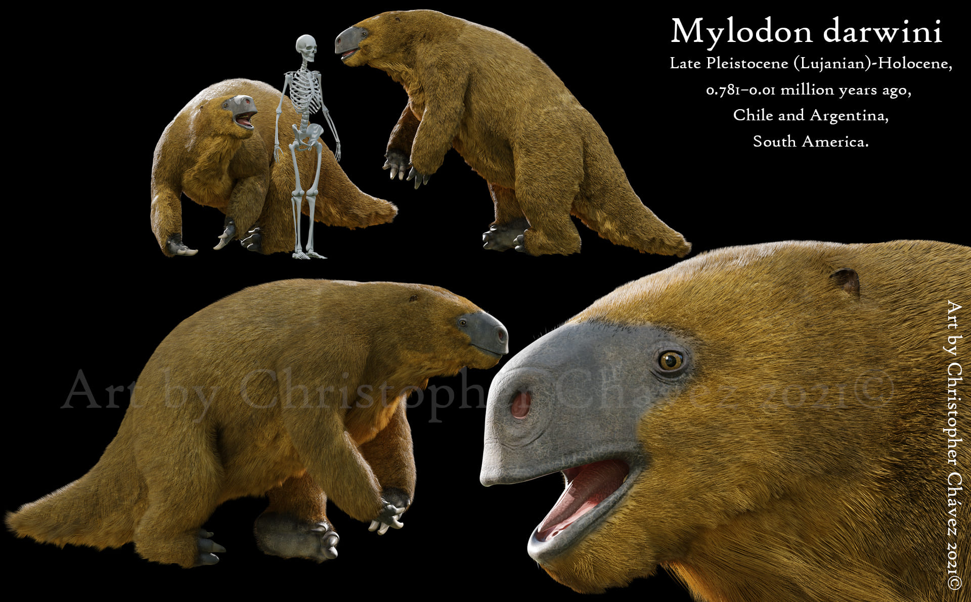 WORLD OF PREHISTORIC CREATURES | Mylodon darwinii, a genus of ground ...