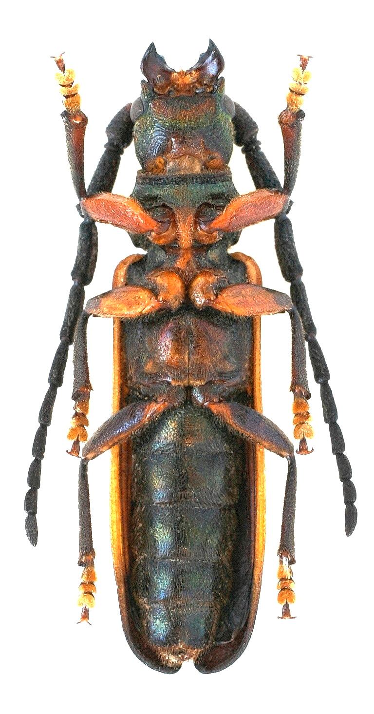 標本 Cameroon Dynoryctes truncaticollis 38mm Cameroon Dynoryctes