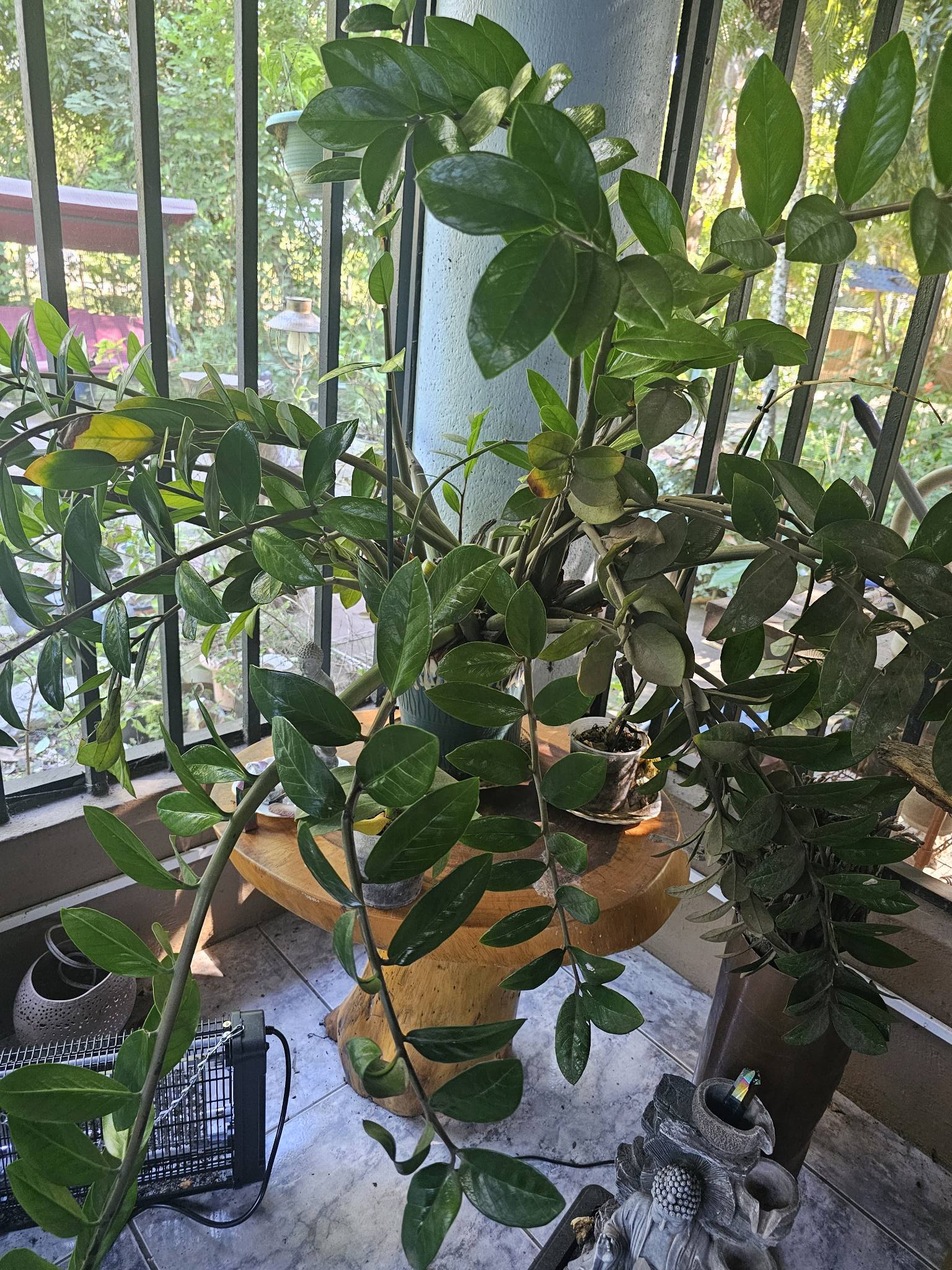 This was a beautiful money plant.... - Laura George Pezza | Facebook