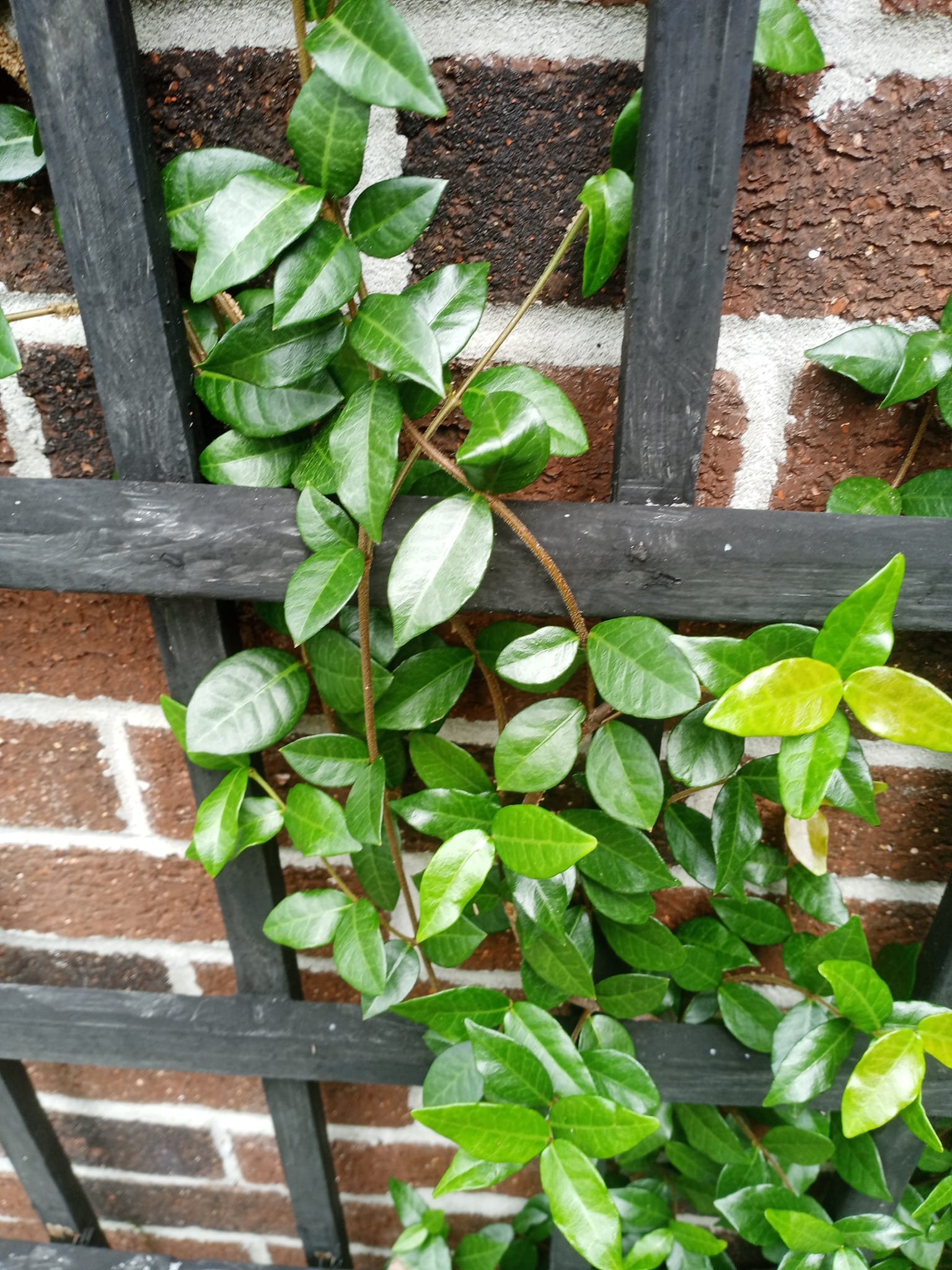 Identify please..I ordered some Jasmine seeds from China and these
