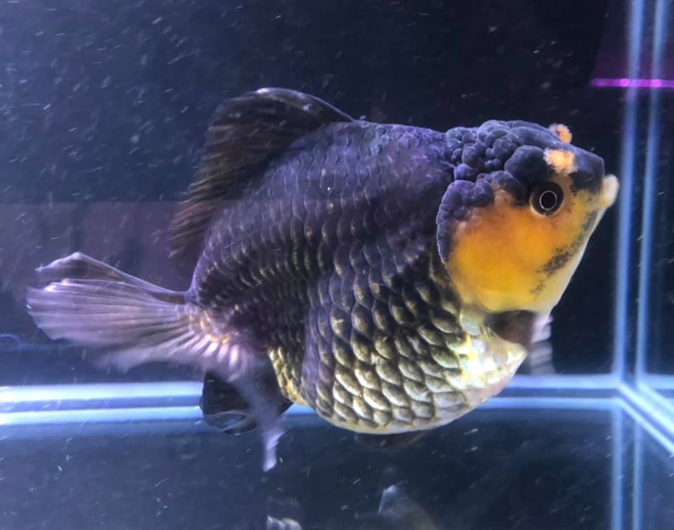 Unique Goldfish | Melbourne VIC