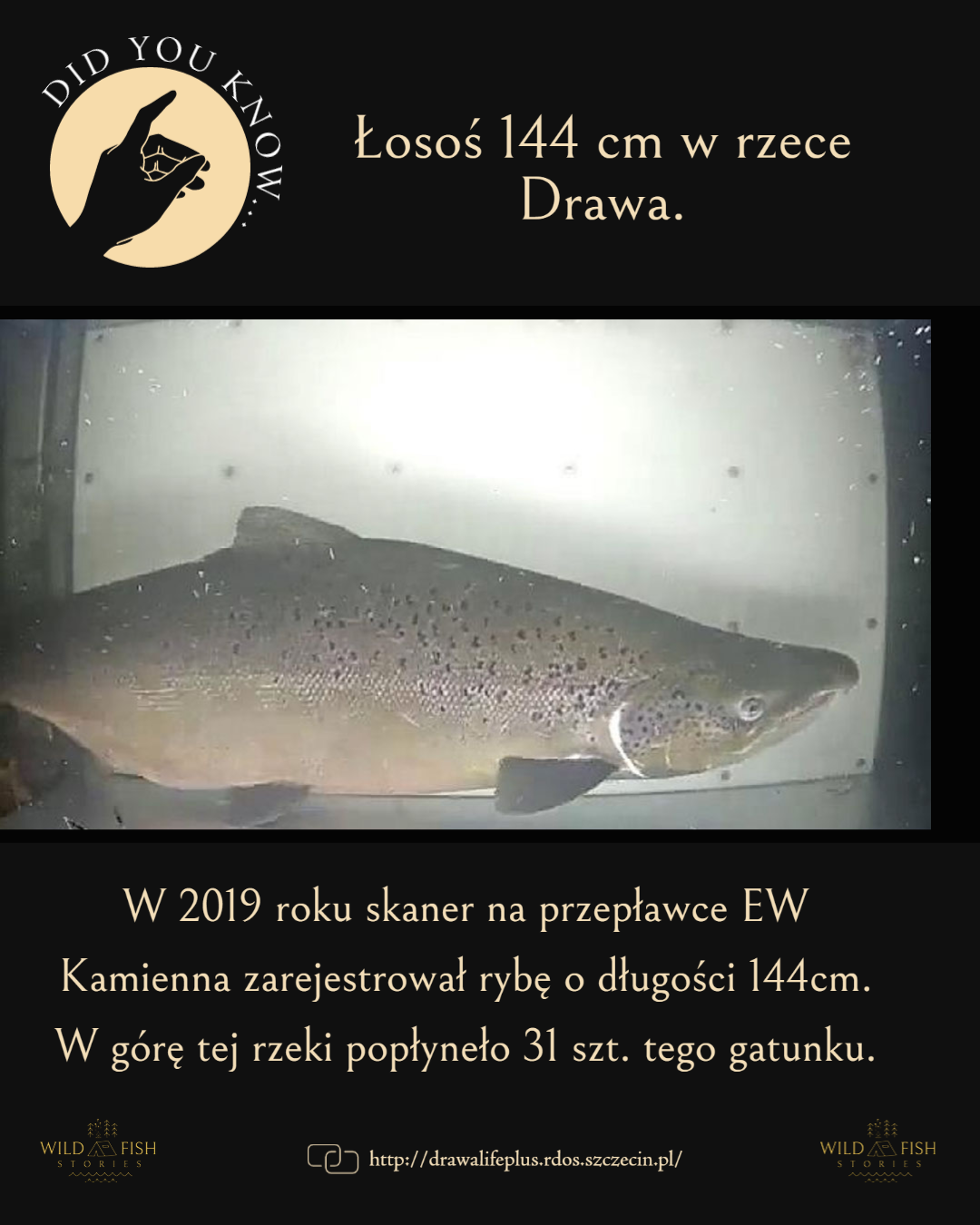 Na przepławce EW Kamienna na rzece... - Wild Fish Stories
