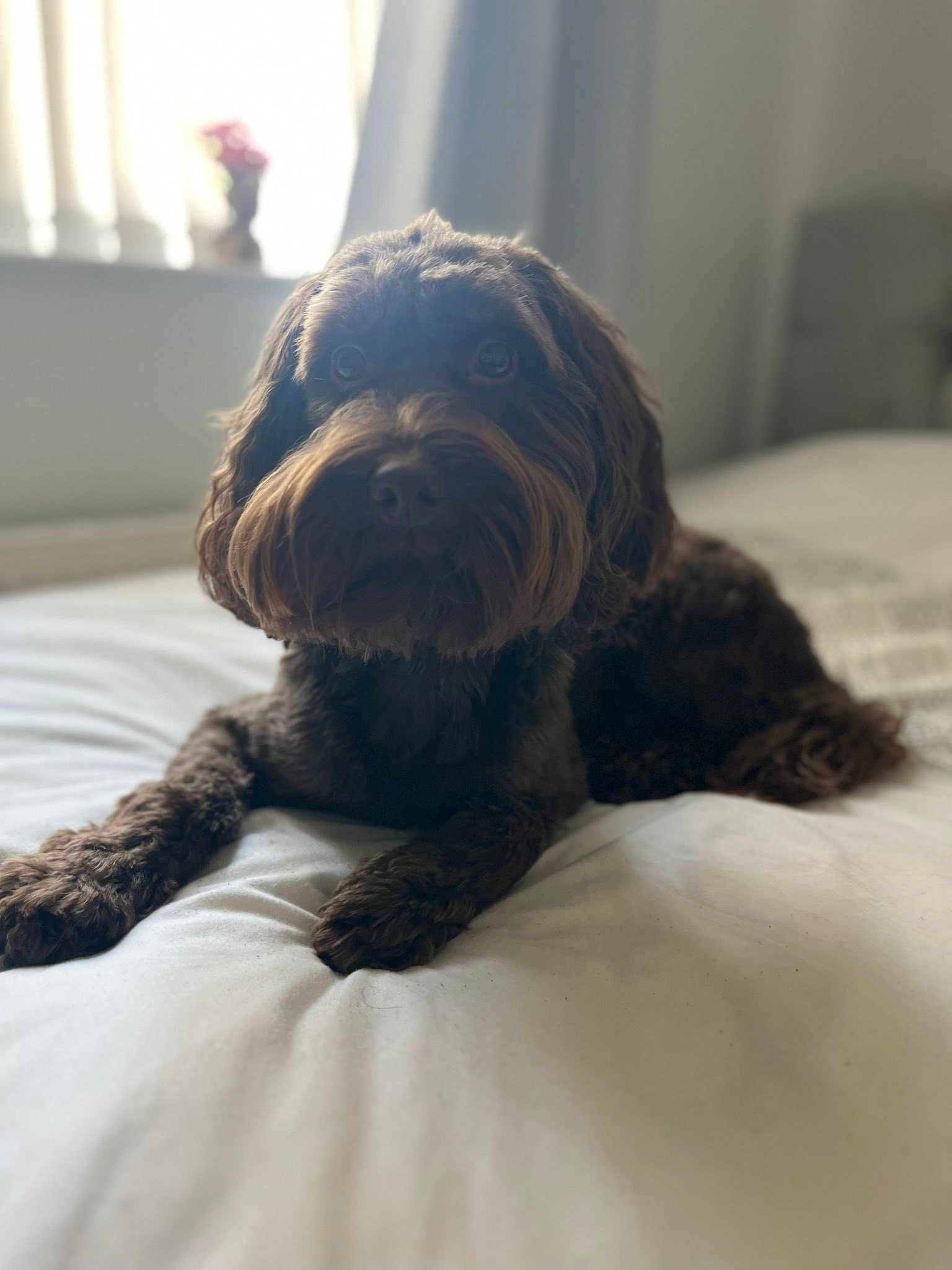 Cockapoo Owners | My beautiful boy the apple of mams eye Baxter's says ...