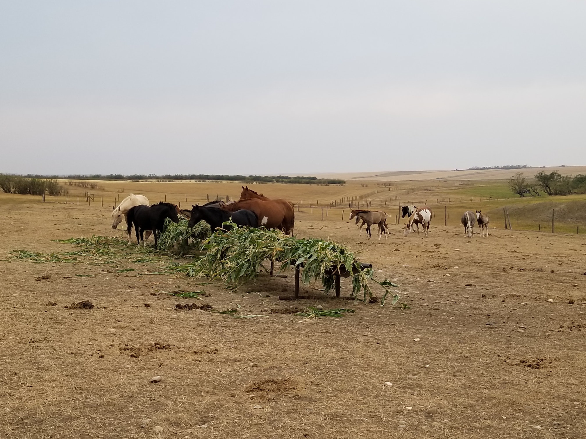 The ladies got spoiled the other day... - Gold Willow Ranch