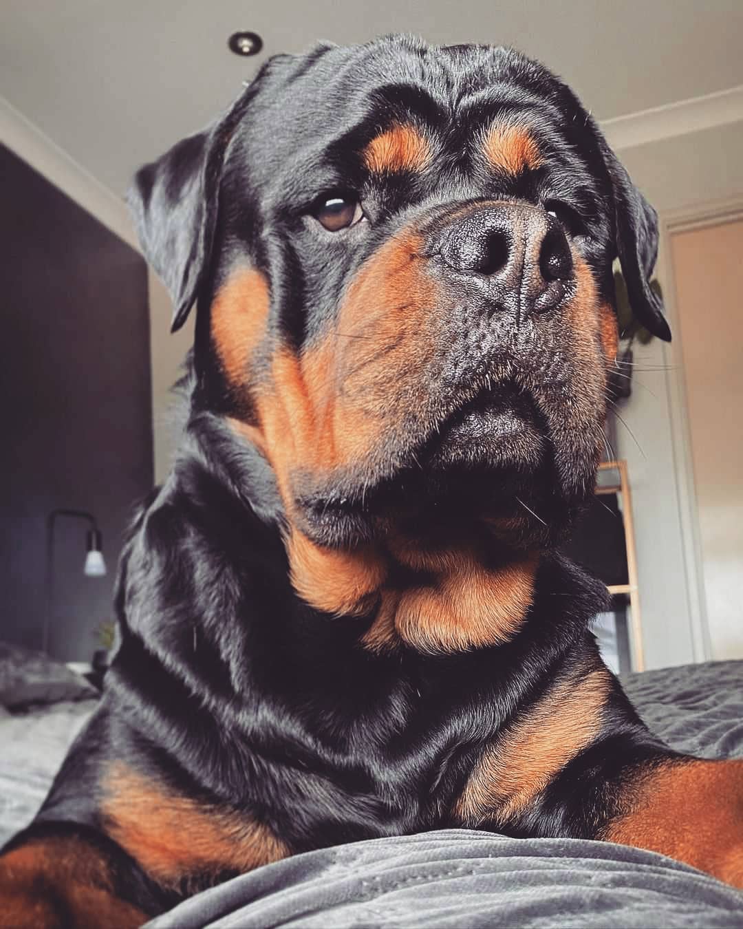 Rottie Content