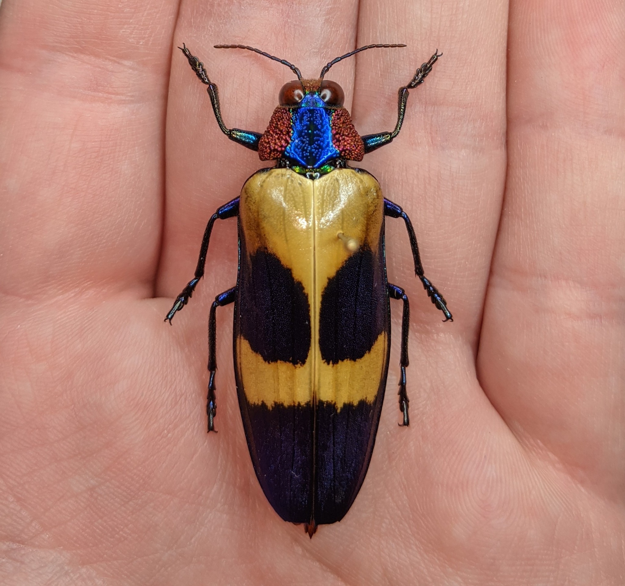 Chrysochroa fulgidissima beetle from Japan
