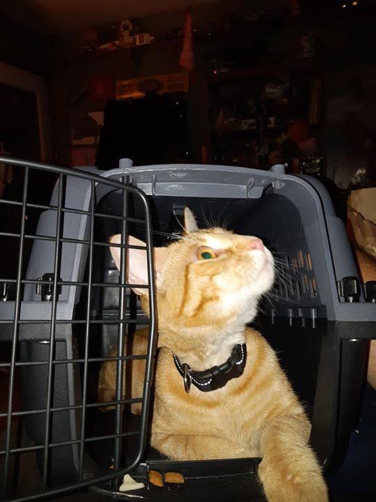 YYC Pet Recovery - FOUND - male, orange cat. #RadissonHeights last ...