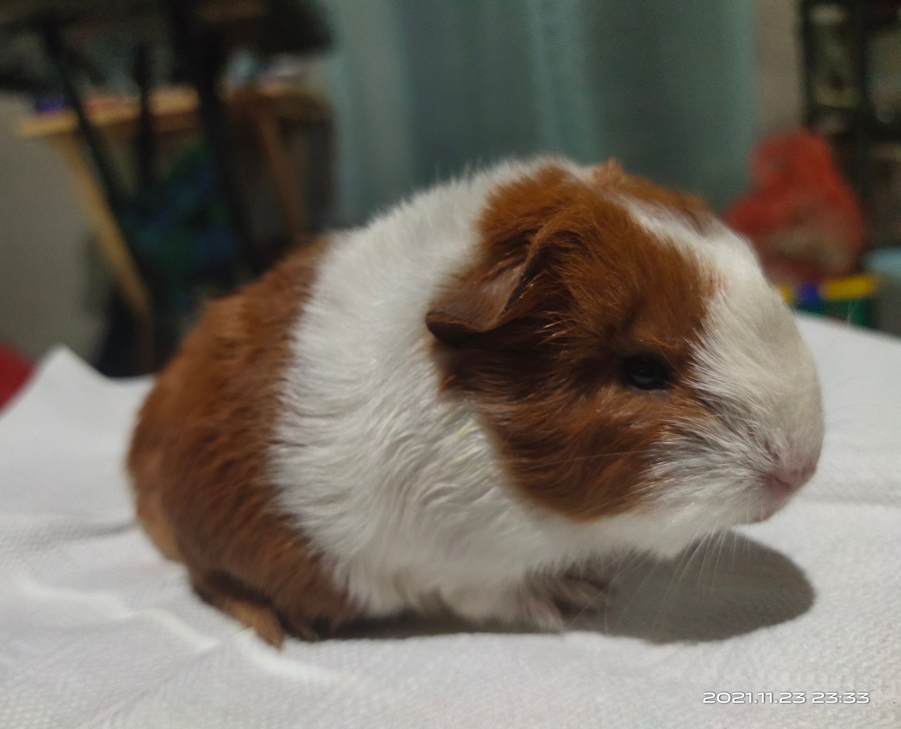 Iloilo Pet Keeper Diary - It's August 16, 2020 when I got Hummy and ...