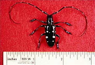 Indiana Invasive Species Awareness