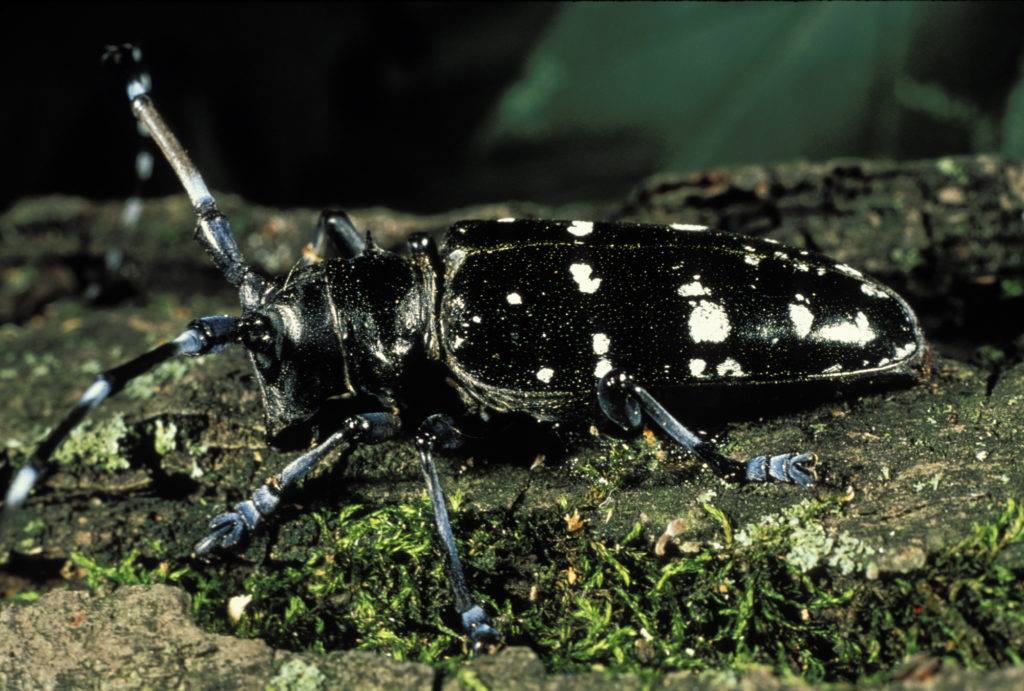 Indiana Invasive Species Awareness