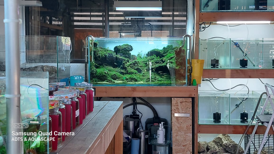 Acuario Adts - RIFA ROCA VOLCÁNICA Roca volcánica utilizada en este ...