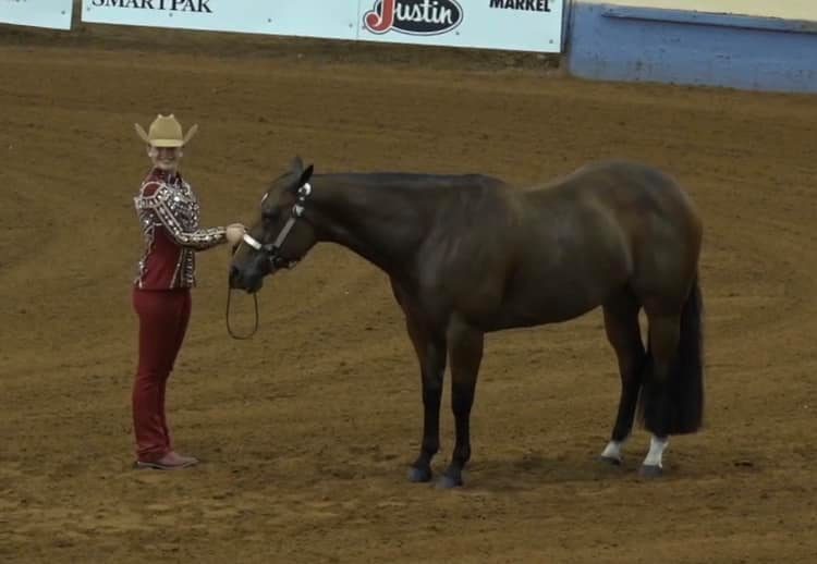 Congratulations... - Maryland State Quarter Horse Association | Facebook