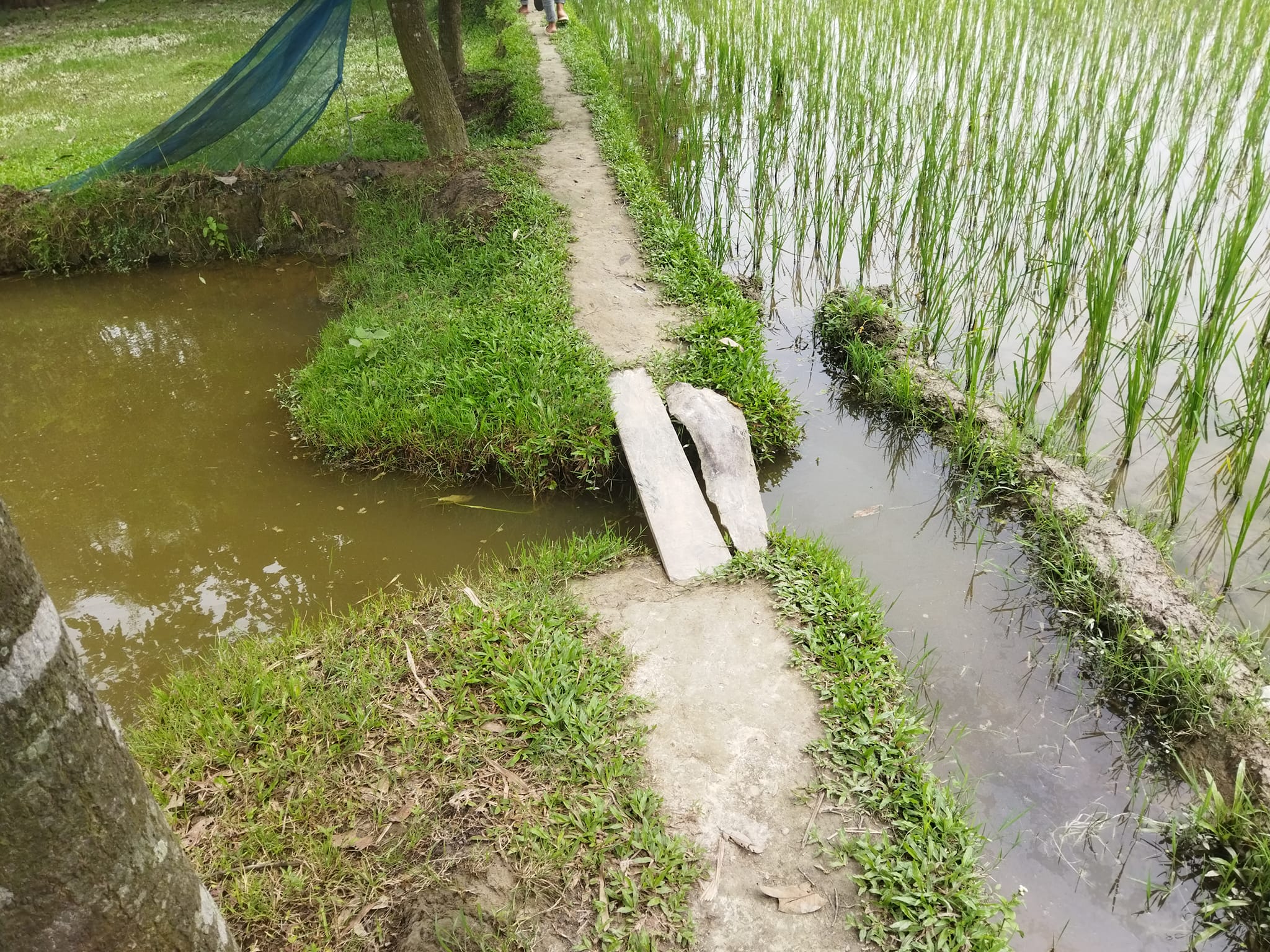 MA Rahman,Bangladesh. | Rangpur