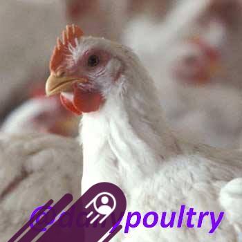 Daily Poultry Rates