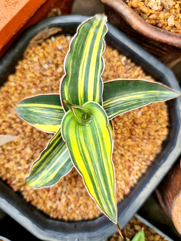 Sansevieria zanzibarica var - XƯƠNG RỒNG MỸ THO | Facebook