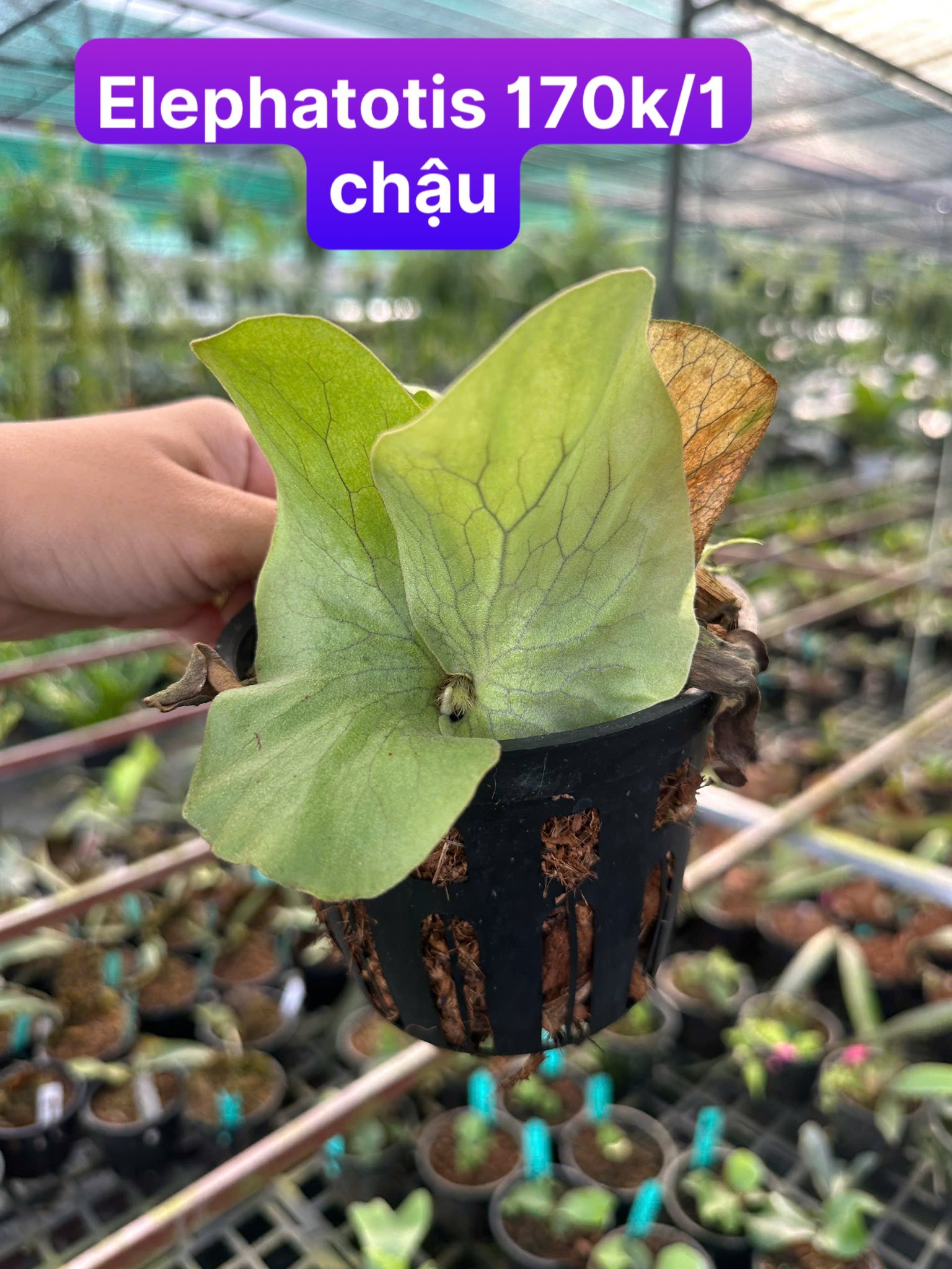 Cập nhật ổ rồng cho khách lựa ạ . | Facebook